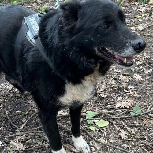 Lupo 5 anni (nato a Settembre 2020)  Razza: meticcio  Taglia: Media Carattere: dolcissimo, buono e socievole Foto 2